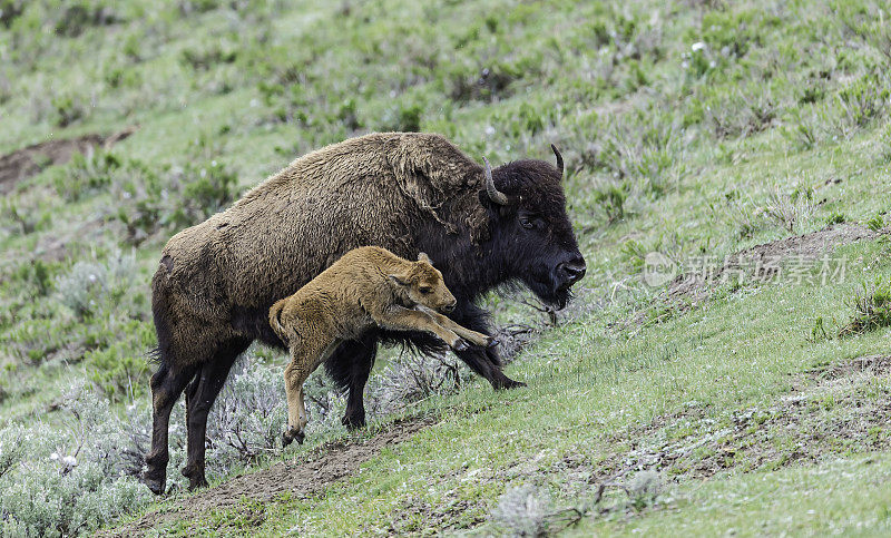 美国野牛或简称野牛(bison bison)，也通常被称为美国水牛或简称水牛，黄石国家公园，怀俄明州。母鲸和幼鲸在奔跑。